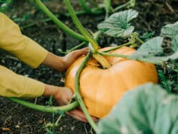 techniques pour faire grossir un potiron